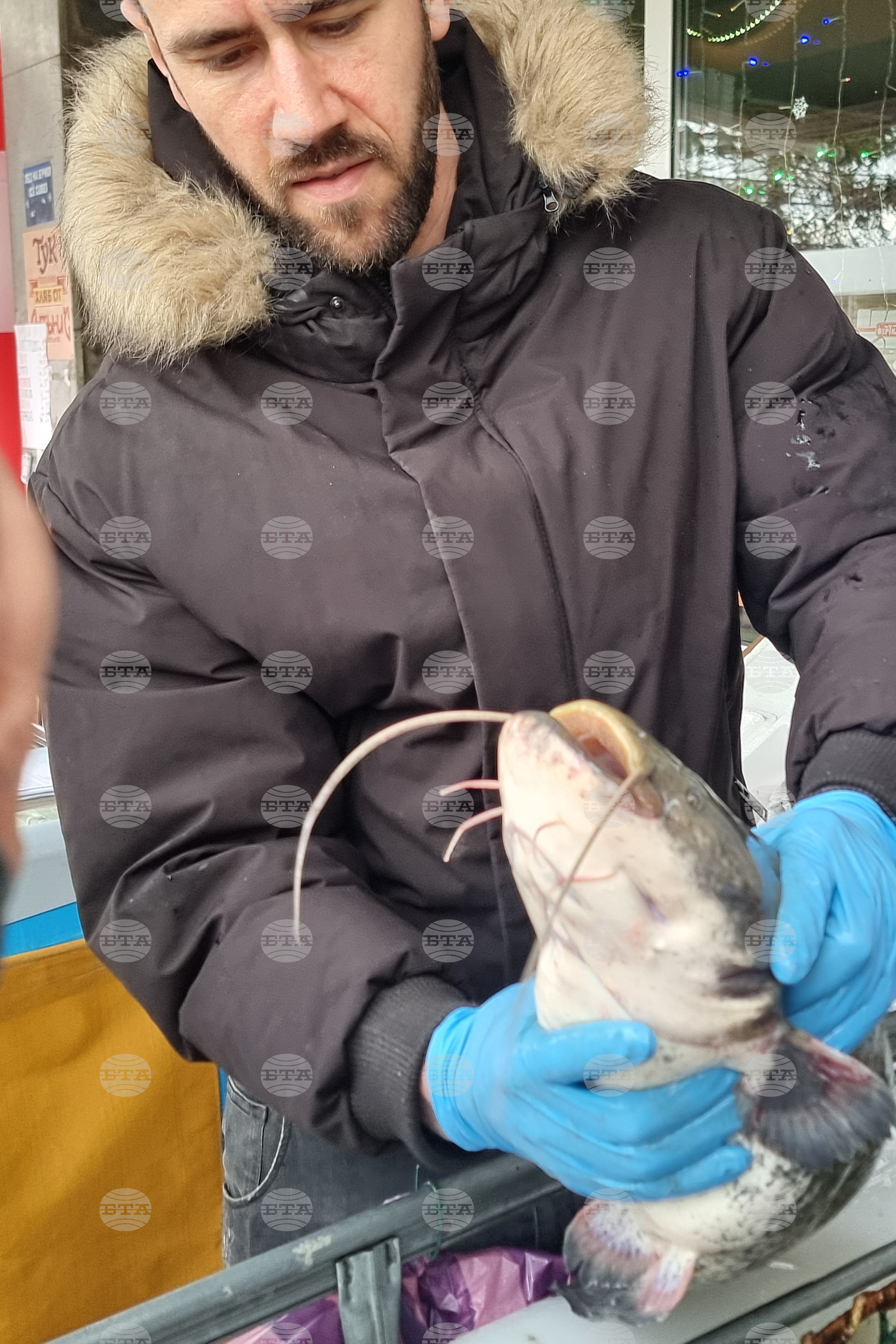 Перник - риба - Никулден