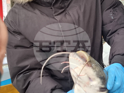 Перник - риба - Никулден