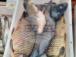 Монтана - Никулден - 4