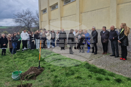 Разград - гимназия - първи випуск - дръвче