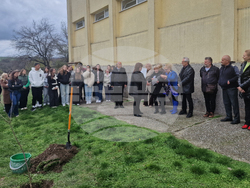 Разград - гимназия - първи випуск - дръвче