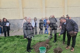 Разград - гимназия - първи випуск - дръвче