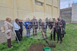 Разград - гимназия - първи випуск - дръвче