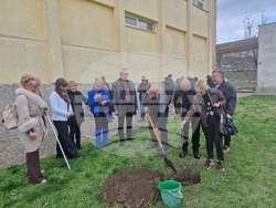 Разград - гимназия - първи випуск - дръвче