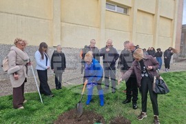 Разград - гимназия - първи випуск - дръвче