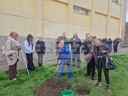 Разград - гимназия - първи випуск - дръвче