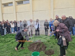 Разград - гимназия - първи випуск - дръвче