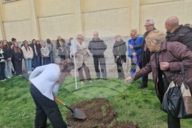 Разград - гимназия - първи випуск - дръвче