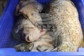 Пловдив - магазини - риба за Никулден