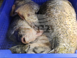 Пловдив - магазини - риба за Никулден