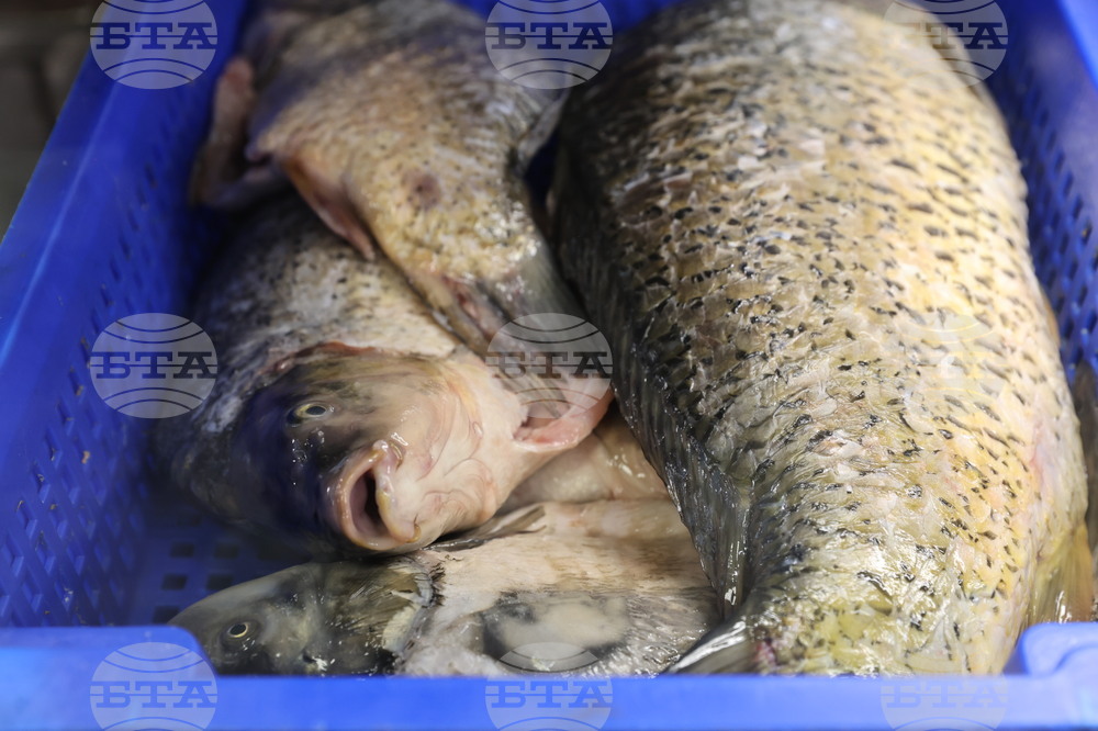 Пловдив - магазини - риба за Никулден