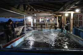 Пловдив - магазини - риба за Никулден