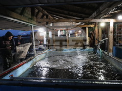 Пловдив - магазини - риба за Никулден