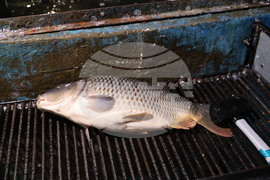 Пловдив - магазини - риба за Никулден