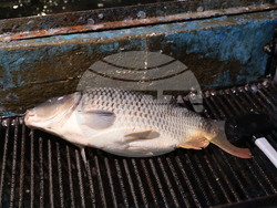 Пловдив - магазини - риба за Никулден