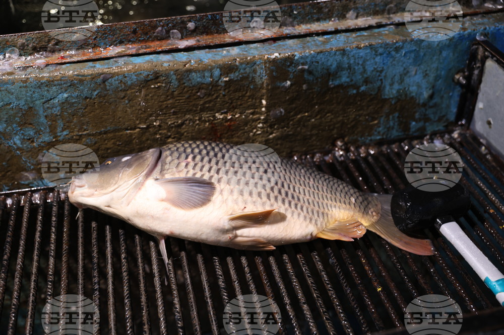 Пловдив - магазини - риба за Никулден