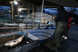 Пловдив - магазини - риба за Никулден