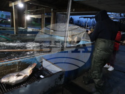 Пловдив - магазини - риба за Никулден