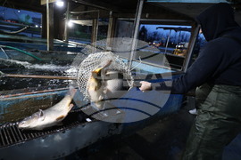 Пловдив - магазини - риба за Никулден