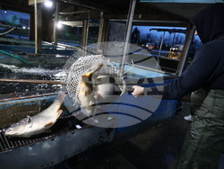 Пловдив - магазини - риба за Никулден