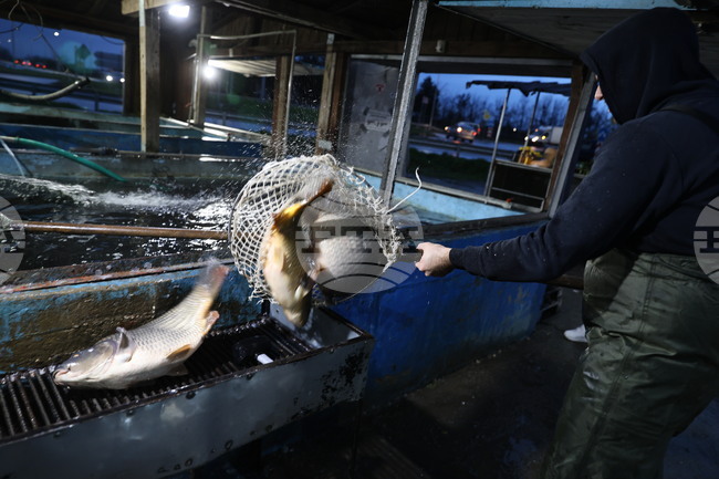 Пловдив - магазини - риба за Никулден