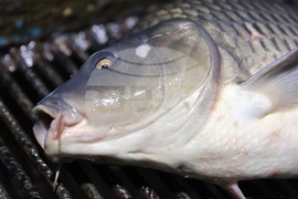 Пловдив - магазини - риба за Никулден