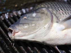 Пловдив - магазини - риба за Никулден