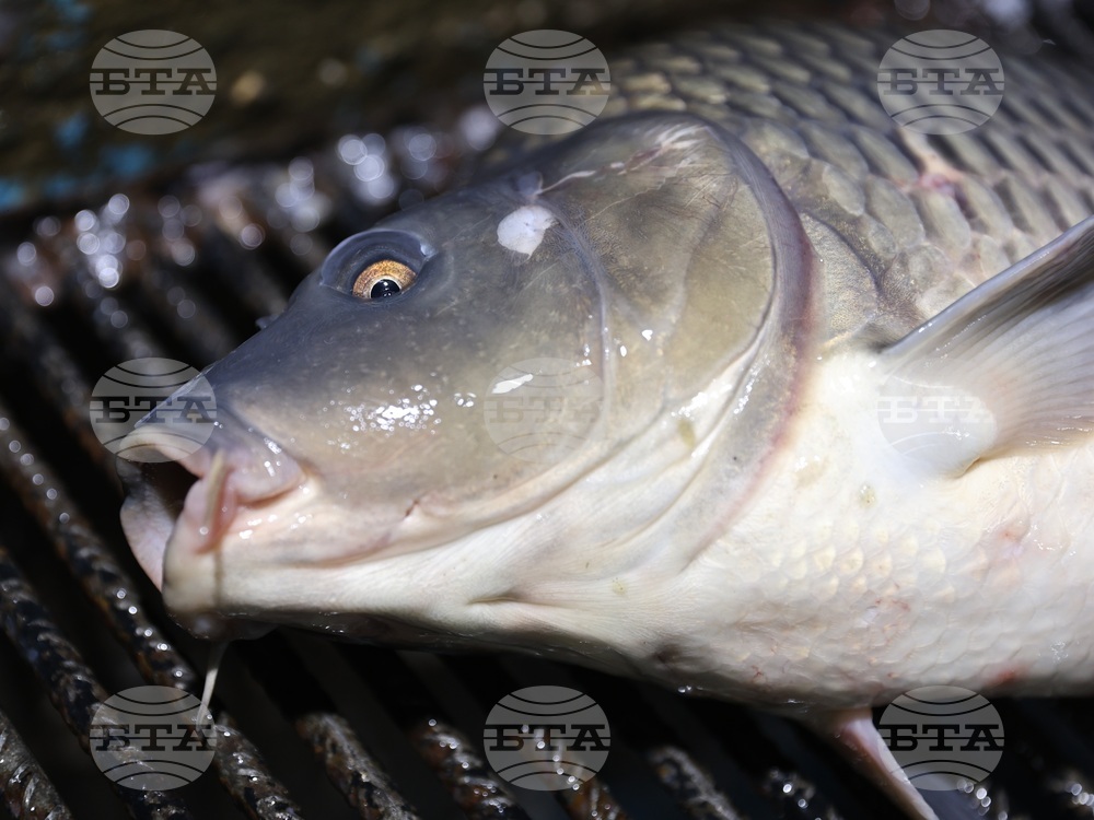 Пловдив - магазини - риба за Никулден