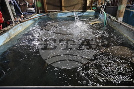 Пловдив - магазини - риба за Никулден