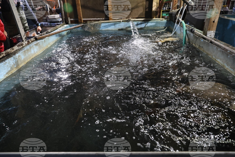 Пловдив - магазини - риба за Никулден