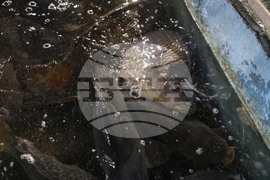 Пловдив - магазини - риба за Никулден