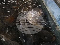 Пловдив - магазини - риба за Никулден