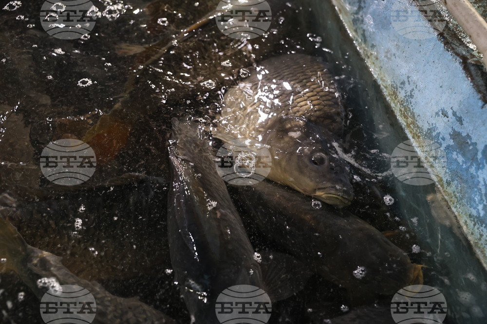 Пловдив - магазини - риба за Никулден