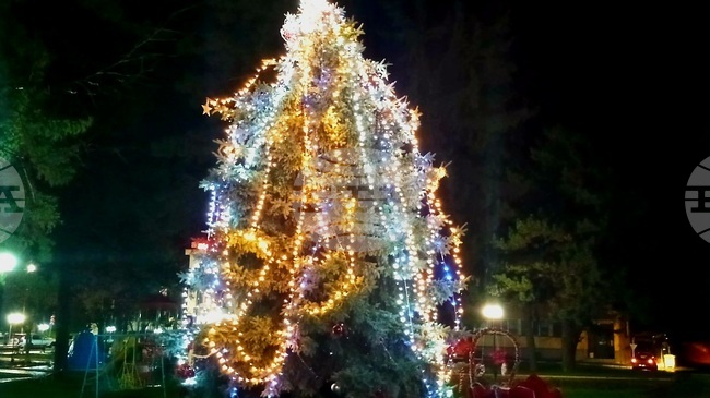 Жива коледна елха, посадена преди 22 години, грейна в градския парк в Борово