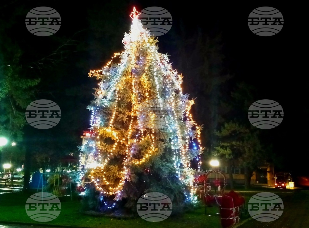 Жива коледна елха, посадена преди 22 години, грейна в градския парк в Борово