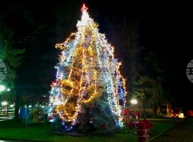 Жива коледна елха, посадена преди 22 години, грейна в градския парк в Борово