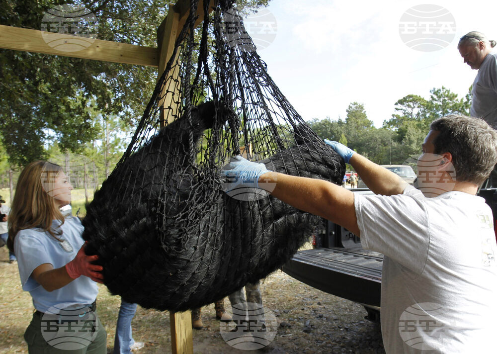 Bear Hunt Florida What to Know