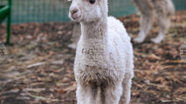 Официално бе представено най-новото попълнение на столичния зоопарк - алпаката Инди