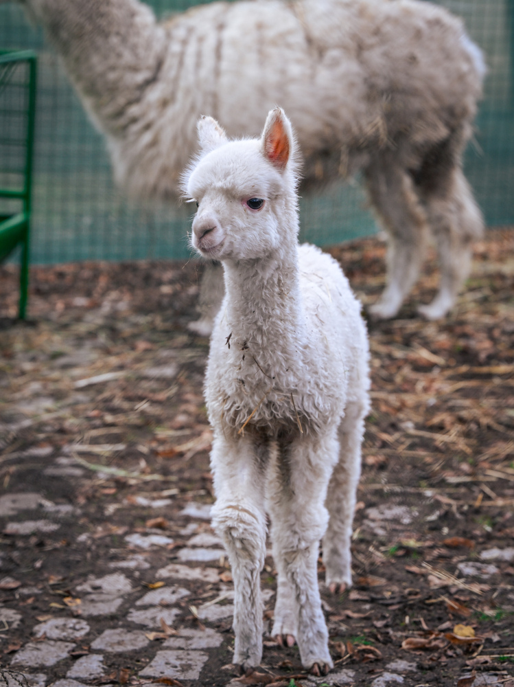 Официално бе представено най-новото попълнение на столичния зоопарк - алпаката Инди