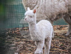 Снимка: Столична община