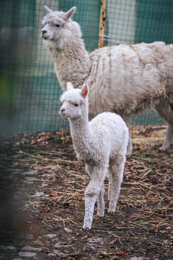 СО: Бебето Инди – най-новото попълнение в семейството на алпаките в Зоопарка в София