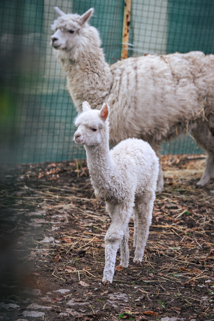 СО: Бебето Инди – най-новото попълнение в семейството на алпаките в Зоопарка в София