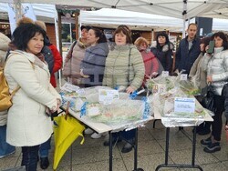 Враца - Никулден - курбан