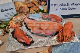 Варна - кулинарен благотворителен фестивал „Да споделим Никулден“