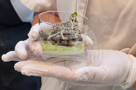 Варна - кулинарен благотворителен фестивал „Да споделим Никулден“