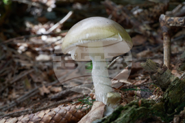 Poisonous Mushrooms-California Outbreak