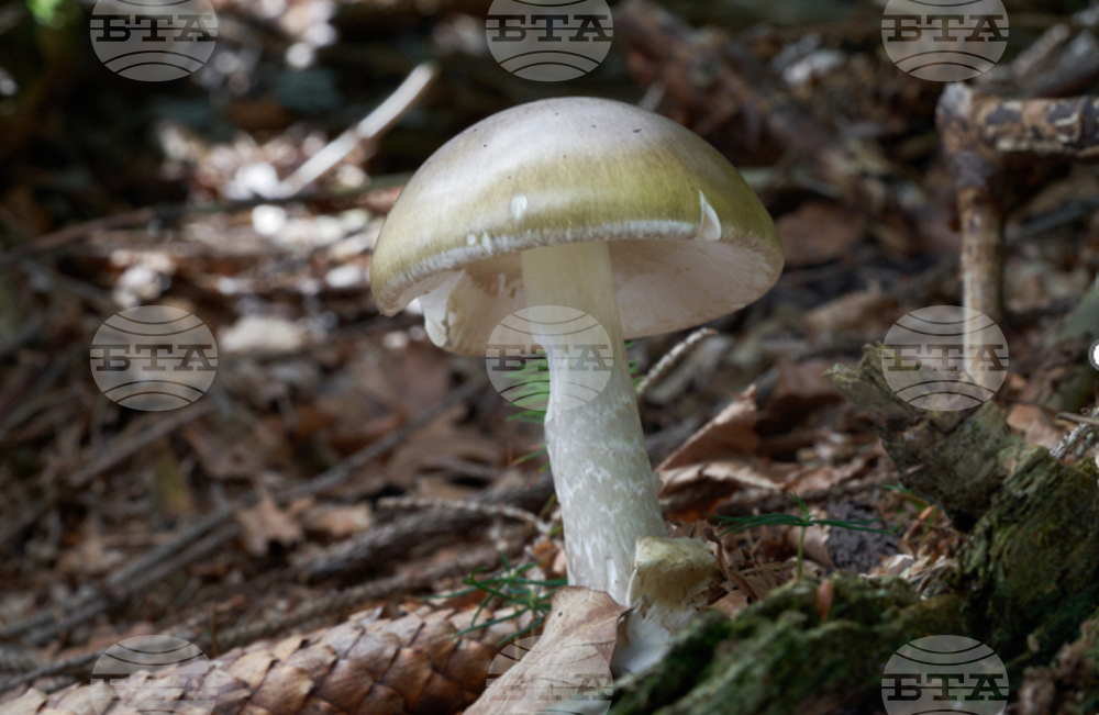 Poisonous Mushrooms-California Outbreak