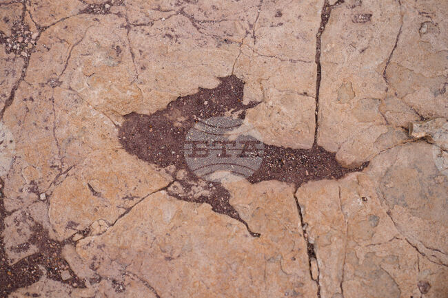 Хиляди отпечатъци от динозаври са открити върху алпийски скали, близо до мястото на Зимните олимпийски игри през 2026 г.