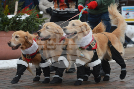 Reindog Parade