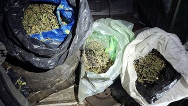 При специализирана операция полицията е иззела 8 килограма марихуана в Бобов дол